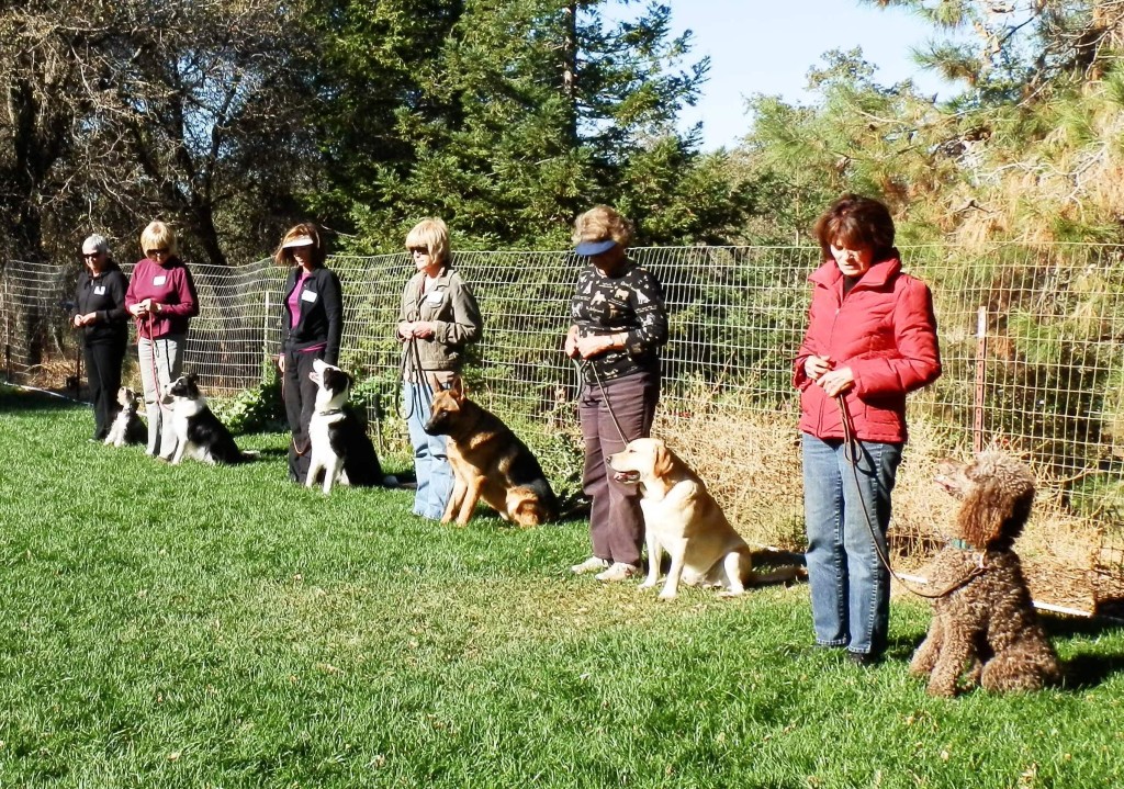 Dog Training