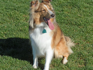 Sookie the border collie