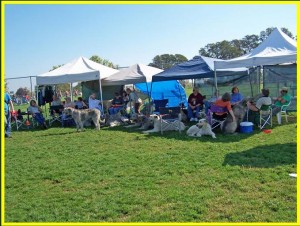 Doggy Get-together