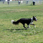 Charlie the Border Collie