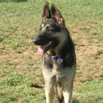 German Shepherd