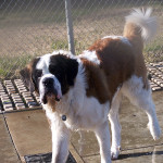 Saint Bernard