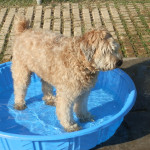 Dog Pool