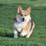 Corgi