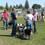 Norcal Aussie Rescue Meetup Fund Raiser