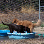 Sadie and Nugget