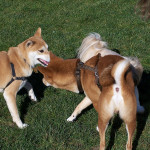 Shiba Inu Meetup