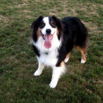 Tory the Australian Shepherd