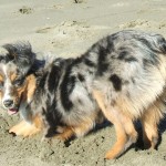 Zephyr the miniature Australian shepherd